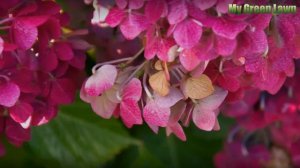 Watering Hibiscus with Vinegar