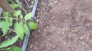 НУЖНО ЛИ ОКУЧИВАТЬ ТОМАТЫ? Ольга Чернова.