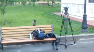 Ворона точит клюв