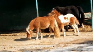 А пони тоже кони