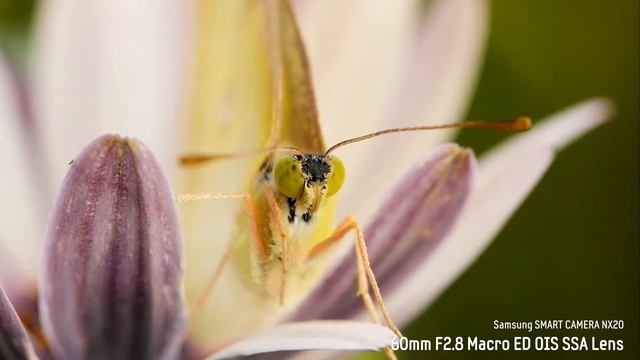 Samsung NX20 : Nature смотреть онлайн