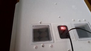 Закладка яиц в инкубатор Несушка.Инкубация в первый раз.🐣🐣🐥🐥🐓