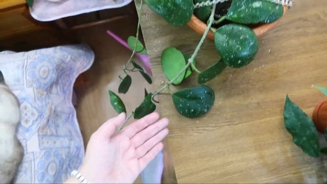 ХОЙИ моя коллекция/ Хойя обовата сплеш, Обовата вариегата сплеш, Финлайнсони, Лакуноза Эскимо