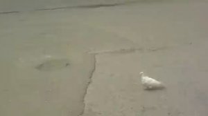 ГИБДД Нижнего Тагила за хлебушком через тротуар