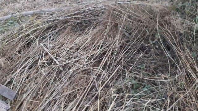 Пермакультура. Начало. От целины к холмистой грядке (не углублённой). Укрытие земли. Луговые травы.