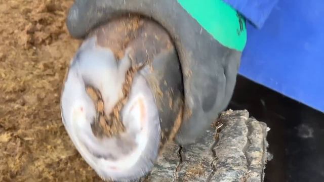 解壓！老師傅用大剪刀修剪毛驢腳趾甲！一刀刀切掉厚重蹄子，修剪完後毛驢清爽舒適 смотреть онлайн