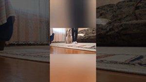 Вест хайленд уайт терьер Дрессировка щенка дома