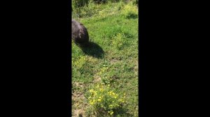 PETUNIA PIG STUCK in TOMATO CAGE!? NIGERIAN DWARF BABIES LEAVE the FARM! KUNEKUNE PIG in TROUBLE!