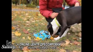 Как научить собаку искать предметы по запаху? Лучший способ научить собаку искать вещи. Команда Ищи