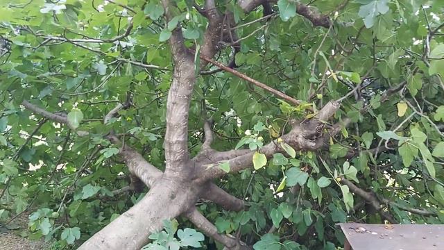 20200905 125058 Греческий инжир смотреть онлайн