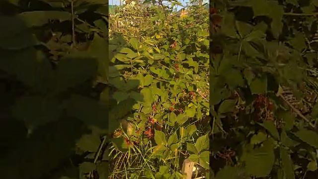 Ежевика. Мой ежевичник. смотреть онлайн