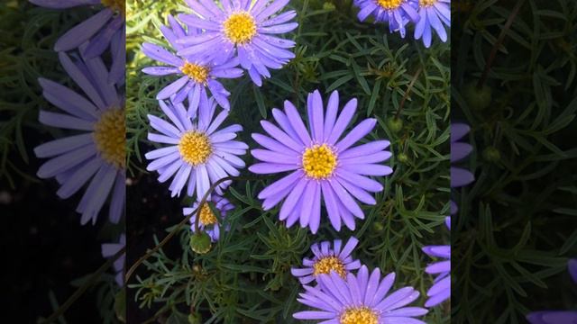 I saw these at Home Depot and I had to take a picture #orchid, #flower , #nature, #Blueorchid, #my смотреть онлайн