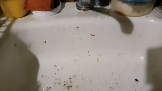 Краснопёрка 8,5кг вычистила!?Конский волос опасное существо!? смотреть онлайн