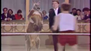 Бокс с кенгуру