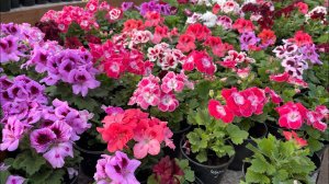 Собираем заявки с пеларгониями. Есть еще свободные миксы. Успейте сделать заказ.