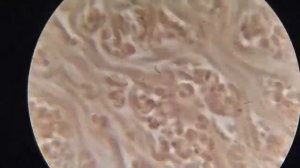 Напитки богов |  Влияние на кровь человека - купить в Raseia.RU