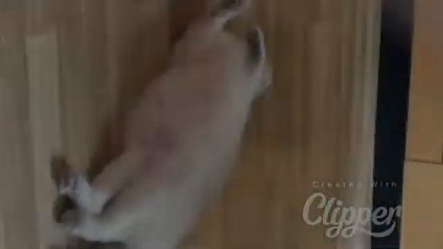 Скоро котенится . Шотландская вислоухая ждём пополнения .