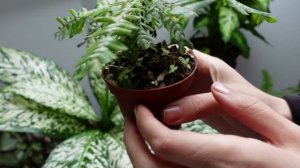 ?Распаковка 4х экзотических растений. ?Кто из них прижился в домашних условиях?