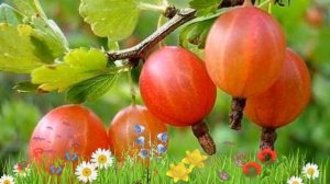 Крыжовник обыкновенная Шершневский ? Обзор: посадка и уход. крупномеры: описание и особенности