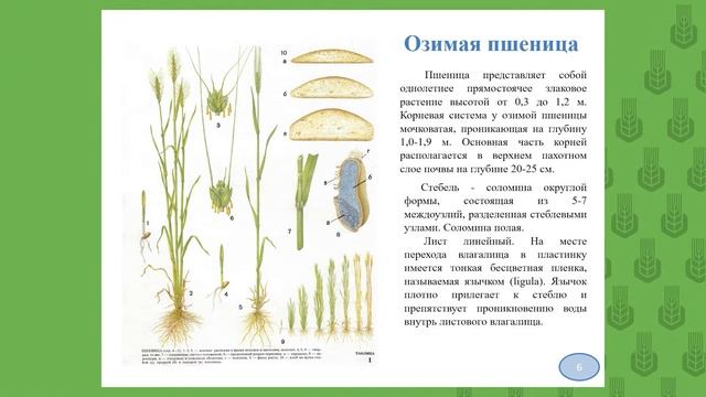 6.1 Растениеводство