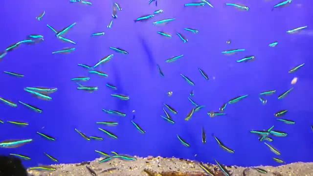 Paracheirodon Simulans (Неон изумрудный Колумбийский) смотреть онлайн