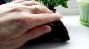 Крыса Масяня исследует кактусы