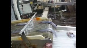 Филетировочная машина для минтая Baader 182