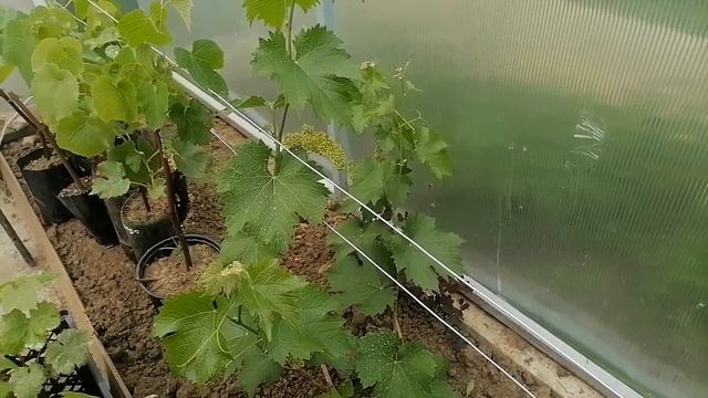 саженец винограда не растет, что делать смотреть онлайн