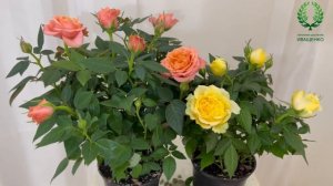 Комнатные розы. Как сохранить до весны. Питомник ? и ? Е. Иващенко