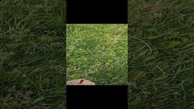козы.mp4