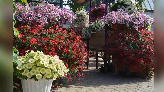 Петуния 2020 года, фотоотчёт. смотреть онлайн