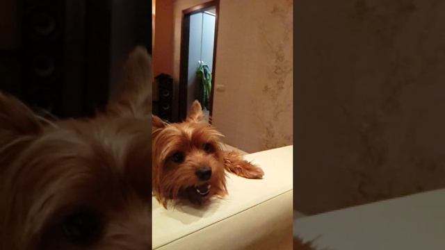 Борская собака смотреть онлайн