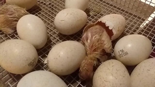 Выращивание индейки от 0 дней до забоя,краткое пособие для начинающих. смотреть онлайн