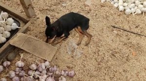 Озимый чеснок сохнет. Пояснения...