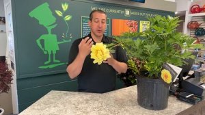 What is an Itoh Peony