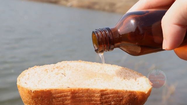 Пропитайте хлеб этим маслом рыба будет клевать на каждом забросе!Гвоздики масло для рыбалки смотреть онлайн