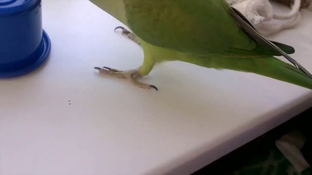 Ожереловый попугай Чупи достает семечку из стаканчика\Ringneck parrot смотреть онлайн
