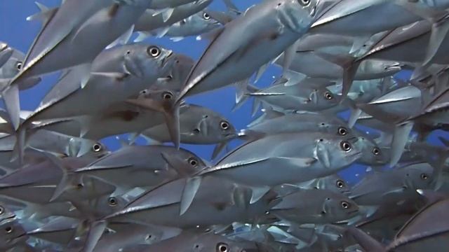 Рыбы пьют воду? Почему мясо морских рыб не соленое? смотреть онлайн