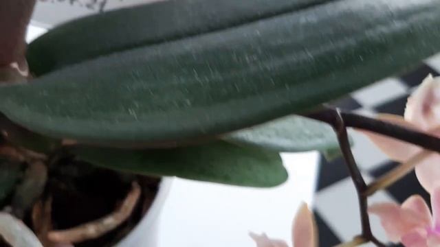 Цветение бежево-персиковых орхидей, март 2022г. смотреть онлайн