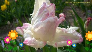 Тюльпан попугайный Вебер кинг. Краткий обзор, описание характеристик Webers parrot