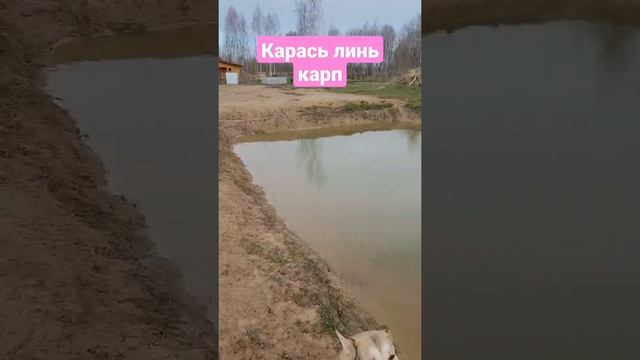 пруд на даче карп карась линь чем кормить