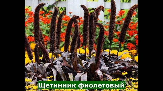 Редкие Садовые растения/Таких Нет у Соседей