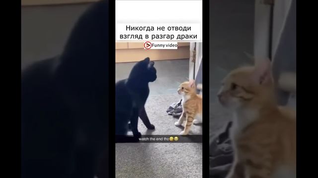 Приколы с котами! Смешные коты СМЕШНЫЕ ЖИВОТНЫЕ 2023! приколы с животными.#14