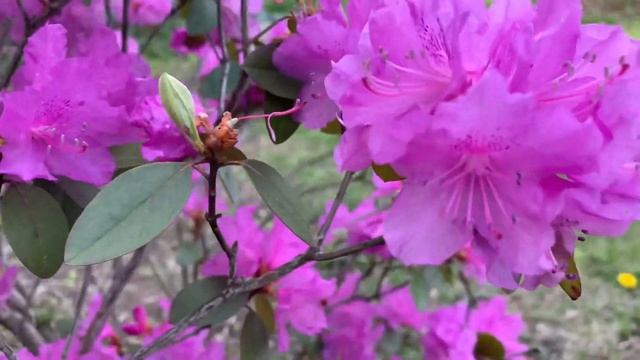 Beautiful Spring Bloom & Family Picnic at Waterbury Vermont USA смотреть онлайн