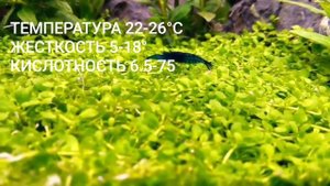Креветка Синяя Мечта,(Blue Dream, Neocaridina Heteropoda var.Blue)