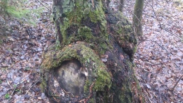 берёзовый сувел. что с местом спила после 20 лет. смотреть онлайн