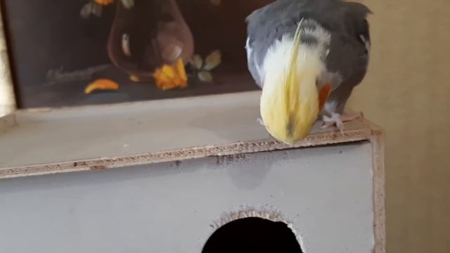 Домашние орхо-хлопоты.Деление взрослой Каттлеи на части. смотреть онлайн