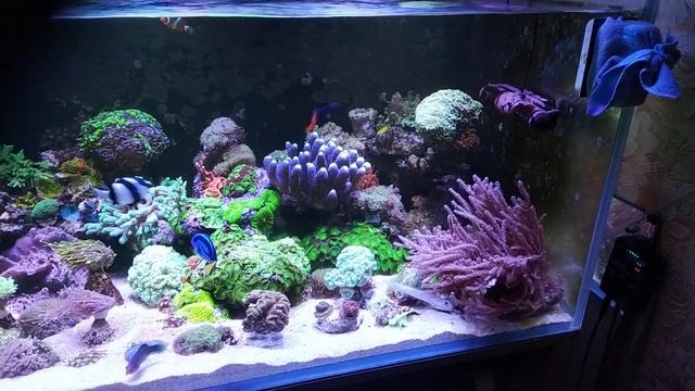 Морской аквариум ( обзор 08 11 2023 ) смотреть онлайн