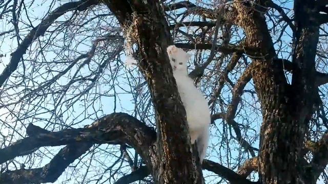 Кошка на дереве.