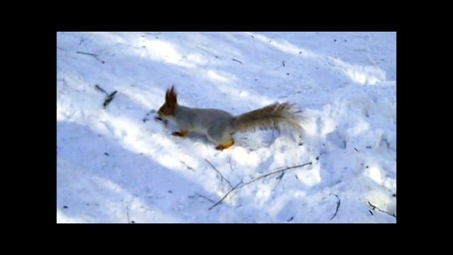 Видео. Белка в городском парке .  Лесная красавица .